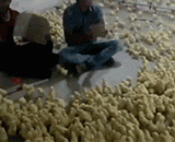 一大群小鸡，来吃饭喽 - A large group of chickens to eat