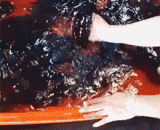 鱿鱼的变色能力 - The discoloration ability of squid