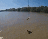 The crocodile can jump out of the water vertically. It's scary!,鳄鱼竟然可以垂直跳出水面，简直吓人！