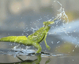 蜥蜴正确诠释了什么叫撒丫子跑，姿势好销魂！ - Lizard correctly interpreted what Satan Zi Ran, and his posture was ecstatic.