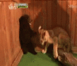 搞笑动物GIF：看把这熊孩子吓的~ - Funny animal GIF: look to frighten the bear child.