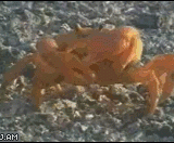 螃蟹大哥很霸气！区区一条手臂 - The crab big brother is very arrogant! A section of the arm