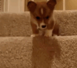 萌狗下楼梯 - Sprout a dog down the stairs