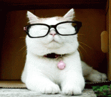好可爱的猫博士 - PhD, a lovely cat