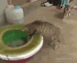 饿猫大战章鱼，章鱼哥快下来，朕不吃你了！ - Hungry cat fighting octopus, octopus brother come down, I will not eat you!