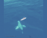 皮划艇上的这人估计吓尿了吧？ - Is this man on a canoe estimated to be scared of urine?