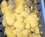 被鸡淹没，不知所措 - Drowned by the chicken, at a loss