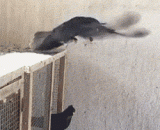 Dove in the air,鸽子空中翻跟头，好帅
