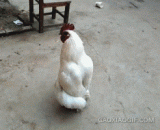 看什么看...没见过帅哥走鸡步.. - Look at what to see... Never see a handsome guy walk the chicken step..