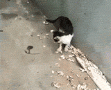 When I was a child, I could hardly beat the routine.,小时候打不过就撒泼的套路，简直一模一样！