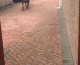 一只帮主银提购物袋的汪星人 - Wang Xingren, the owner of a silver shopping bag