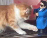 This is where the evildoer, even provocation of the meow,这是何方妖孽，竟然挑衅本喵