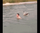 这个池塘已经被本鹅包下了，人类滚出去 - The pond has been wrapped up by the goose, and the human race is out.