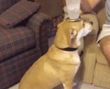 别人家的狗....羡慕狗主人 - The dog in the other's house... Envy the owner of the dog