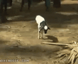 Two leg sheep,两条腿的羊