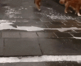 四条腿的果然比两条腿的稳当 - The four legs are more stable than the two legs