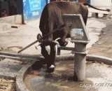 A fine cow is drinking this water,一只成精的牛，是这么喝水的