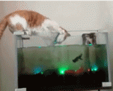 我喵厉害了，一出爪就抓到了鱼！ - I meow badly, a claw caught fish!