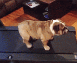 When the lazy dog met the treadmill,当懒狗遇到了跑步机