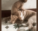 Big dog: brother, brother, you slow down, my neck is not good.,大狗：兄...兄弟，你慢点，我颈椎不好