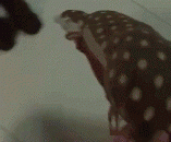 泰日天，请开始你的表演 - Tay day, please start your performance