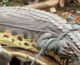 名叫“洛龙”，人类至今活捉的最大鳄鱼。 - The name 