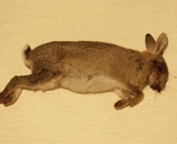 The decay process of a rabbit's corpse,兔子尸体腐烂过程