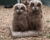 本以为你们只是准备默默地用眼神震慑我，结果没想到 - I thought you were just preparing to silently frighten me with your eyes.