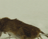 强酸里的死老鼠，化掉了~ - The dead mouse in the strong acid, turn off ~