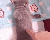 小萌喵这小表情太有意思了 - Little Meng meow this little expression is so interesting