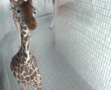 A curious little giraffe found the camera, and then sold it.,一只好奇的小长颈鹿发现了摄像头，然后...然后就卖起了萌