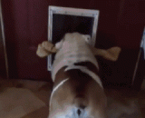 I think I'm full of wit. Then it seemed as if it was wrong,本以为自己机智满满。。后来觉得好像哪里不对