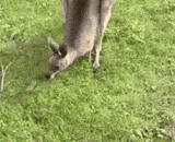 你知道袋鼠的袋子有多大嘛 - Do you know how big the kangaroo's bag is