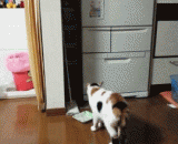 被黄瓜吓一跳的喵星人，吓飞了！！[2P] - The meow star, scared by the cucumber, is scared!!! [2P]