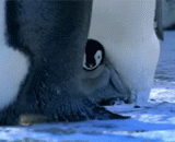 原来企鹅都是这么带孩子的...好有爱哦！ - Originally penguins are so with children... Good love!