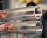 极速炸虾，就是这么的任性！！真是碉堡了[7P] - Fast fried shrimp, that's so capricious! It's a bunker, [7P]