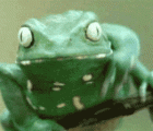 搞笑的青蛙，擦擦脸 擦擦身 - A funny frog, rubbing his face and rubbing his body