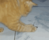 一不小心被只演技派的老鼠骗到了 - One carelessly was deceived by a rat of the acting school.