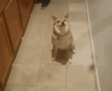 咦？有人拍我，赶紧摆个酷酷的表情 - Why? Someone took me and got a cool look