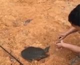 A good note to the East,好一记声东击西