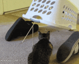 捕抓喵星人的方法 - The way to catch the meow star