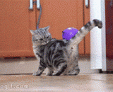 总有刁民非要跟朕过不去！ - There are always some Diao people who don't want to go with me!