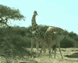 Giraffe fights, sprout,长颈鹿打架，呆萌呆萌的