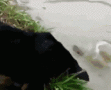 汪星人真是捕鱼高手 - Wang star is a great fishing man