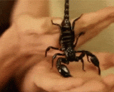 活吃大蝎子，哥们口味挻重！ - Live a big scorpion.