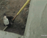 聪明的獾，看看它是如何入室偷食的[3P] - Smart badger, look at how it enters the room to steal food, [3P].