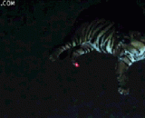 用激光笔耍老虎，太萌蠢了 - It's so stupid to play the tiger with a laser pen