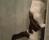 第一次看猫拉便便……居然是站！着！拉！的？ - For the first time, watch the cat pull the stool... It's the station! It is! PULL！ ?