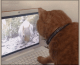 卧槽！鼠呢，哪去了！ - What the fuck！ Where's the rat!