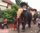 The elephant suddenly felt a little itching in the back leg,大象突然觉得后腿有点痒